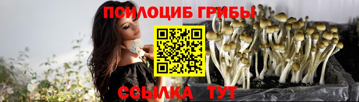 Гудермес  Галлюциногенные грибы Psilocybine cubensis  Вход с VPN 